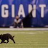 Black Cat Is The Real MVP Of The Giants-Cowboys Game